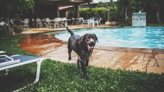 Summer tip for dogs
