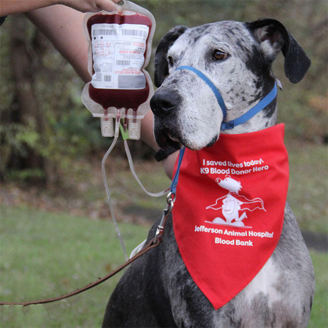 Can My Pet Be a Blood Donor? - Jefferson Animal Hospital