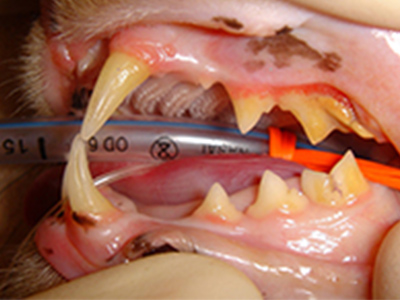 Dental plaque in feline