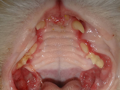 Dental Disease in feline