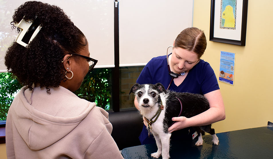 Adult Pet Wellness Care