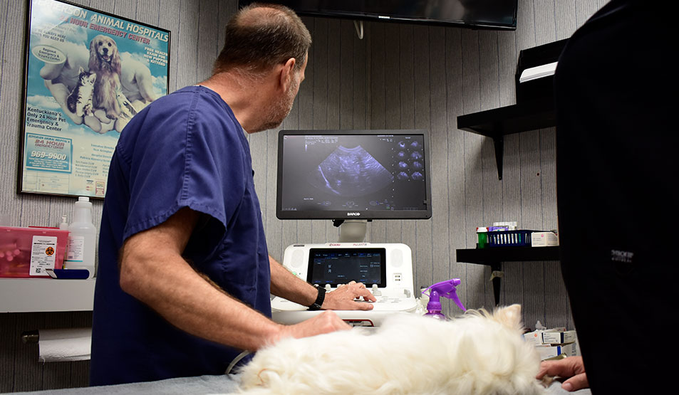 Veterinary Cardiology Services