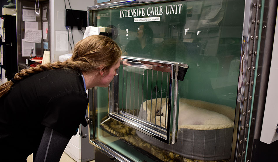 Veterinary Oxygen Treatment Intensive Care Unit