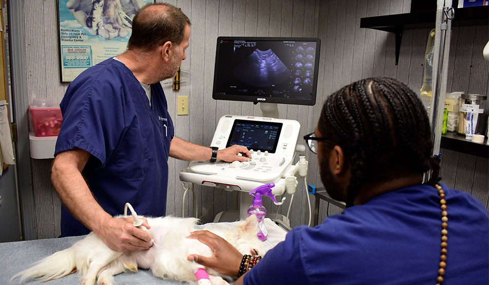 Pet Ultrasound Services